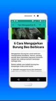 Kicau Burung Beo Bicara Affiche