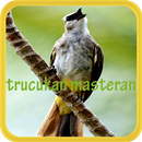 Trucukan gacor APK