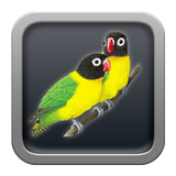 Chirping Lovebird icône
