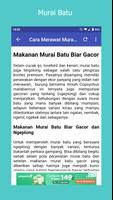 Kumpulan Kicau Murai Batu screenshot 3