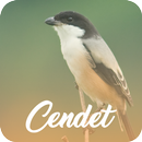 Master Kicau Cendet Offline APK