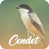 Master Kicau Cendet Offline أيقونة