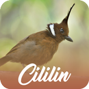 Master Kicau Cililin Offline APK