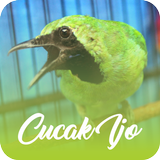 Master Kicau Cucak Ijo Offline أيقونة