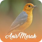 Masteran Anis Merah Offline أيقونة