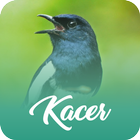 Master Kicau Kacer Offline أيقونة