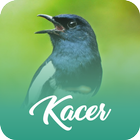 Master Kicau Kacer Offline icono
