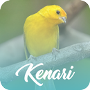 Master Kicau Kenari Offline APK