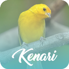 Master Kicau Kenari Offline icon