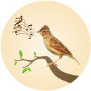 APK Horsfield's bush lark Birdsong