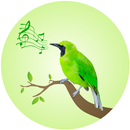 Leafbird Birdsong APK