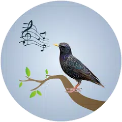 Starling Birdsong