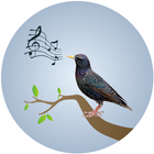 Starling Birdsong-icoon