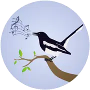 Magpie Robin Birdsong