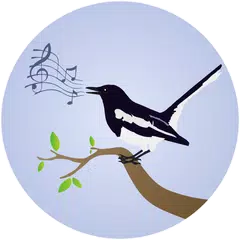 Magpie Robin Birdsong APK download