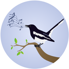 Magpie Robin Birdsong-icoon