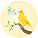 Canaries Birdsong APK