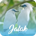 Master Kicau Jalak Offline
