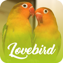 Master Kicau Lovebird Offline APK