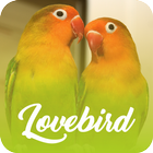 Master Kicau Lovebird Offline icon