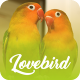 Master Kicau Lovebird Offline icon