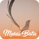 Masteran Murai Batu Offline APK