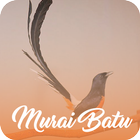 Masteran Murai Batu Offline أيقونة