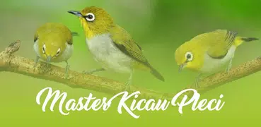 Masteran Pleci Juara Offline