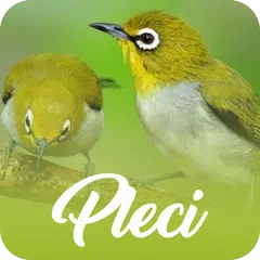 Masteran Pleci Juara Offline XAPK download