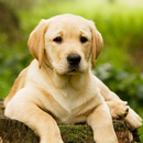Which Dog Breed fits your Home APK