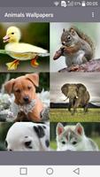 Animals Wallpapers Affiche