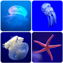 Underwater Wallpapers APK