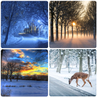 Winter Wallpapers icono