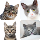 Cat Wallpapers APK