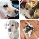 Dog Wallpapers APK