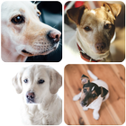 Dog Wallpapers ikona