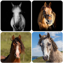 Horse Wallpapers APK