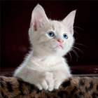 Cat Wallpapers! 图标