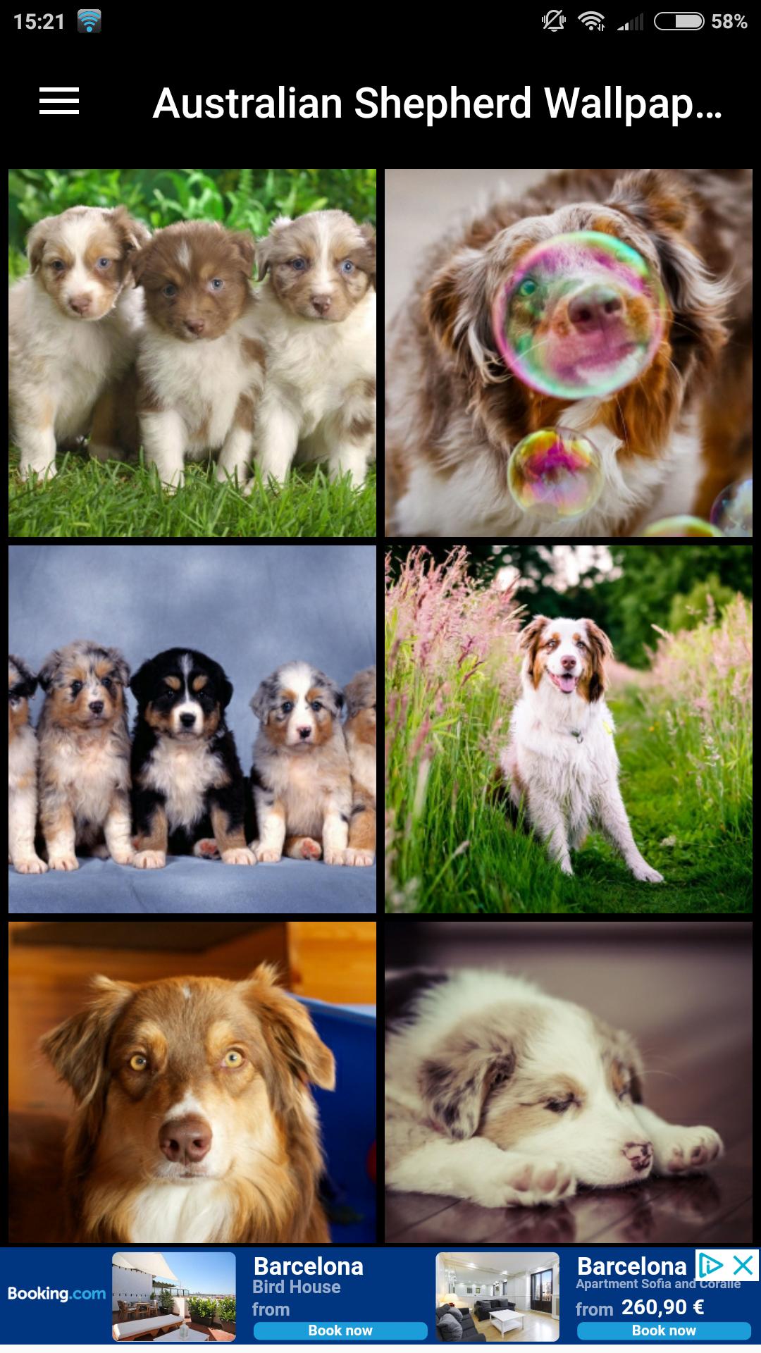 Australian Shepherd Wallpapers HD for Android - APK Download