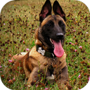 Fondos de Pantalla Pastor Belga HD APK