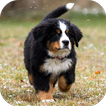 Bernese Mountain Dog Wallpapers HD