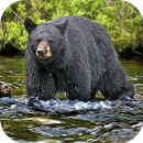 Fondos de Pantalla Oso Negro HD APK