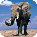 Fondos de Pantalla Elefante HD APK