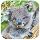 Fondos de Pantalla Koala HD APK
