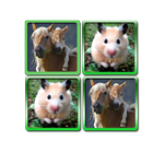 Matching pictures animals Game icon