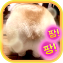 동물뒷모습퀴즈 APK