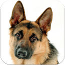 German Shepherd Dog Images APK