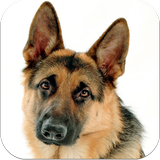 German Shepherd Dog Images icône