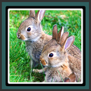 fonds d'écran - cute bunny APK
