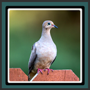 Fonds d'écran Live - Doves APK